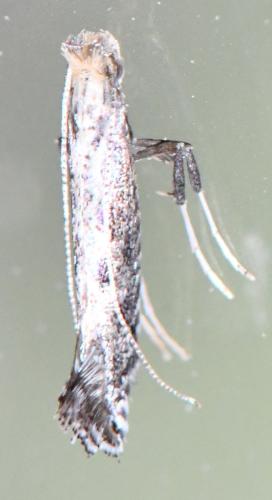 Réf. 308 597 : Parornix sp.